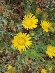 Grindelia camporum