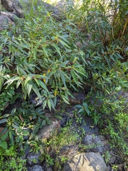 Boehmeria densiflora