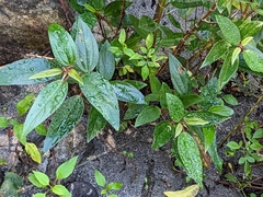 Boehmeria densiflora