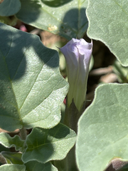 Datura arenicola
