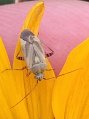 Polymerus