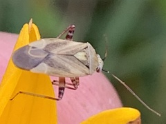 Polymerus