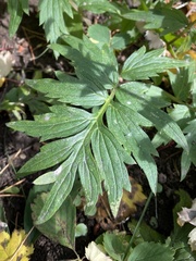 Hydrophyllum