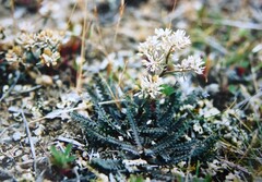 Lepidium solandri