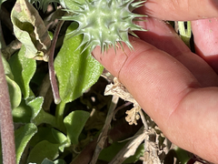Datura arenicola