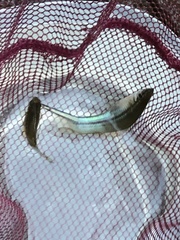 Xiphophorus hellerii