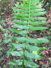 Blechnum punctulatum