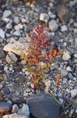 Dysphania graveolens