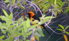 Icterus auricapillus