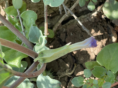 Datura arenicola