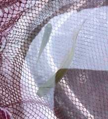 Xiphophorus hellerii