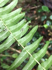 Blechnum punctulatum