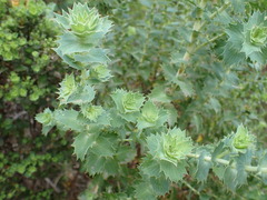 Cliffortia reniformis