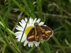 Taractrocera papyria