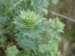 Cliffortia reniformis