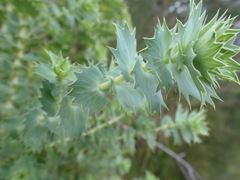 Cliffortia reniformis