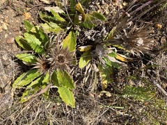 Berkheya armata