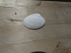 Katelysia rhytiphora