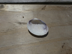 Katelysia rhytiphora