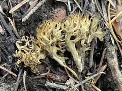 Phaeoclavulina