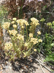 Crassula subulata