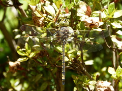 Anax papuensis
