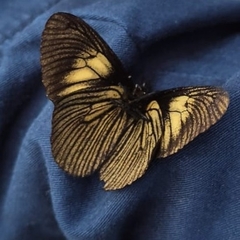 Altinote ozomene nox