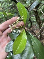 Eumachia frutescens