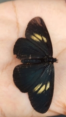 Altinote ozomene nox