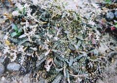 Lepidium solandri