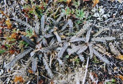 Lepidium solandri