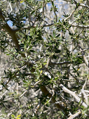 Atamisquea emarginata