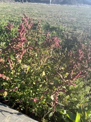 Chenopodium ficifolium
