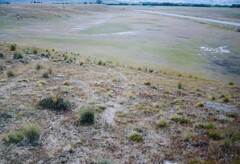 Lepidium solandri