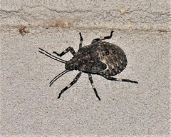 Brochymena
