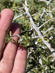 Atamisquea emarginata