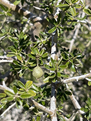 Atamisquea emarginata