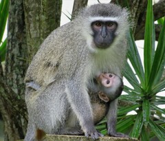 Chlorocebus pygerythrus pygerythrus