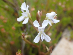 Disa sagittalis