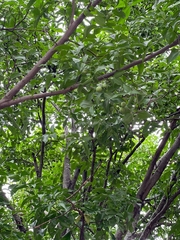 Melicoccus bijugatus