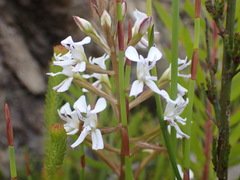 Disa sagittalis