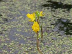 Utricularia macrorhiza