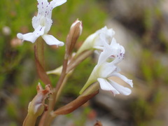 Disa sagittalis