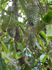 Annona muricata