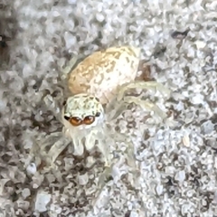 Phintelloides versicolor