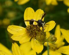 Physocephala furcillata