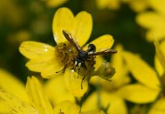 Physocephala furcillata