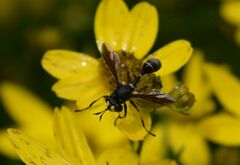 Physocephala furcillata