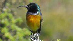 Anthobaphes violacea