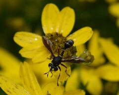 Physocephala furcillata